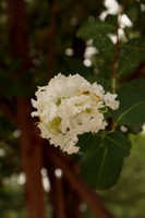 6x4 #27868 DENISSE HERNANDEZ IMG_0114
