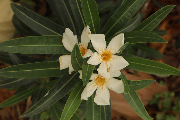6x4 #27868 DENISSE HERNANDEZ IMG_0137